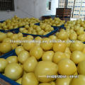 2012 fresh honey pomelo